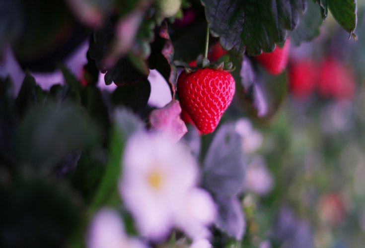 strawberry is hanging in a blurry background