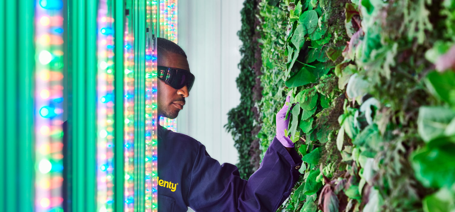 Plenty employee checking plants