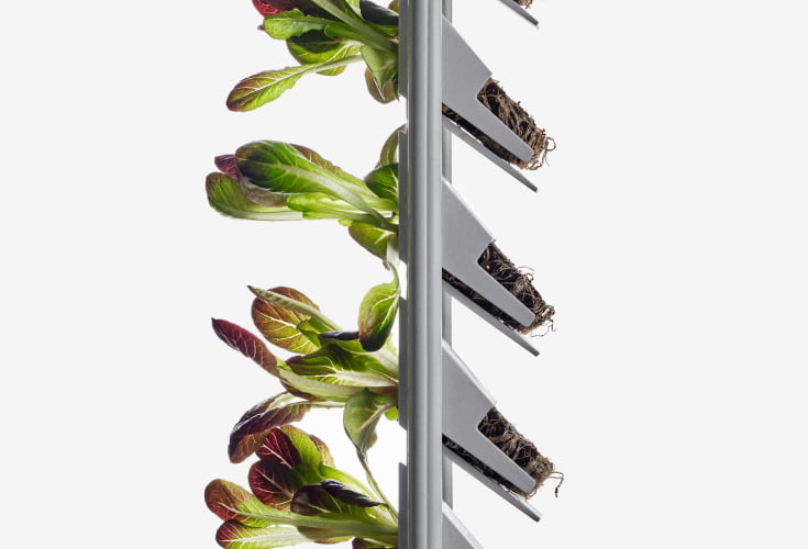 Plenty indoor grown plants