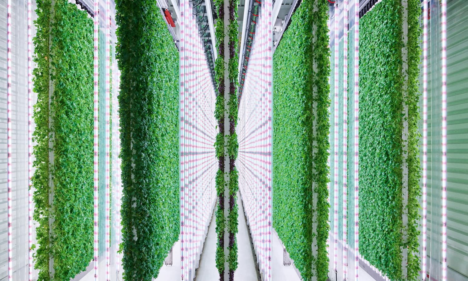Plenty indoor vertical farm