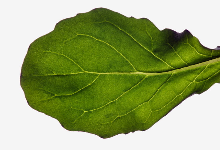 Plenty green