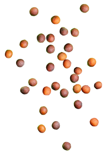 plant seeds
