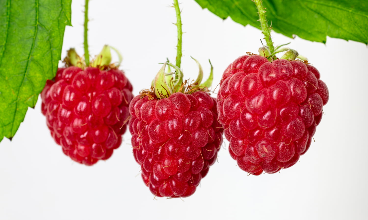 Vertically grown raspberries