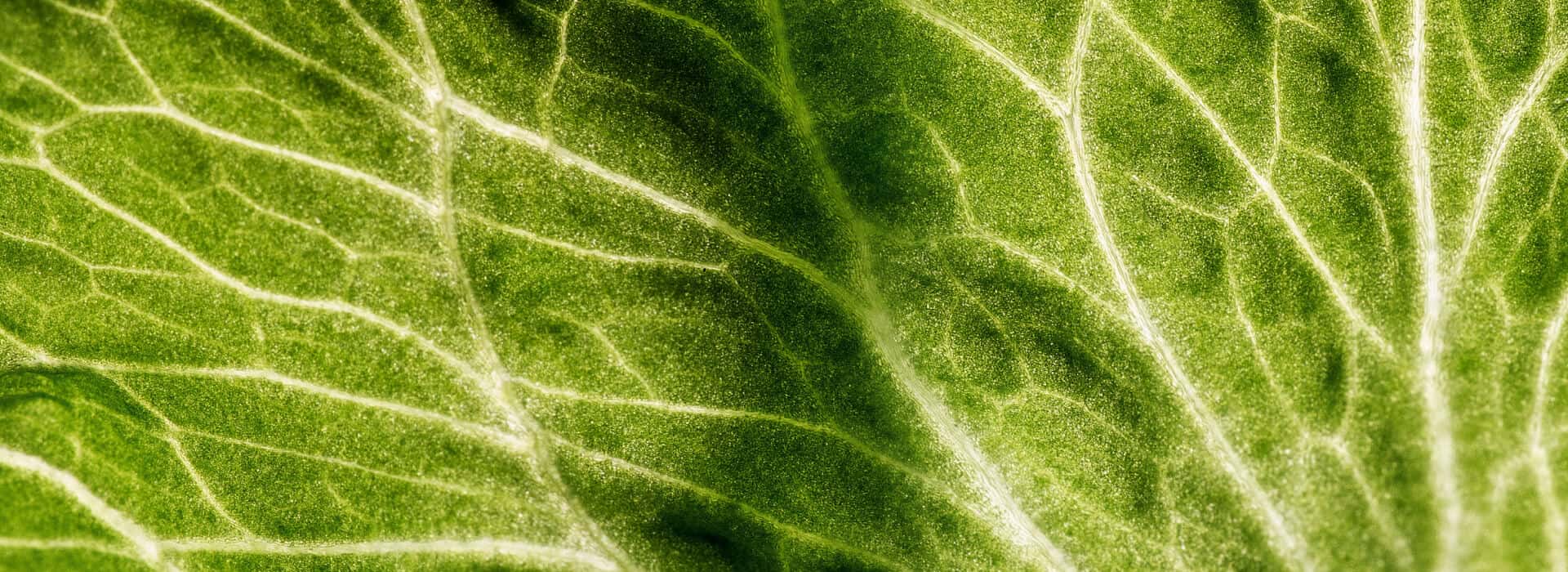 green close look
