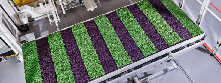 indoor grown crops supply