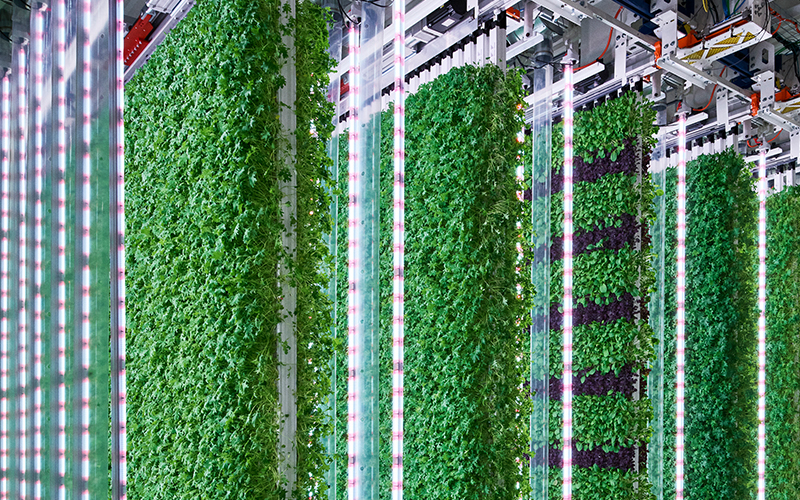 Driscoll’s, Plenty® Partner on Vertical Farm for Strawberries