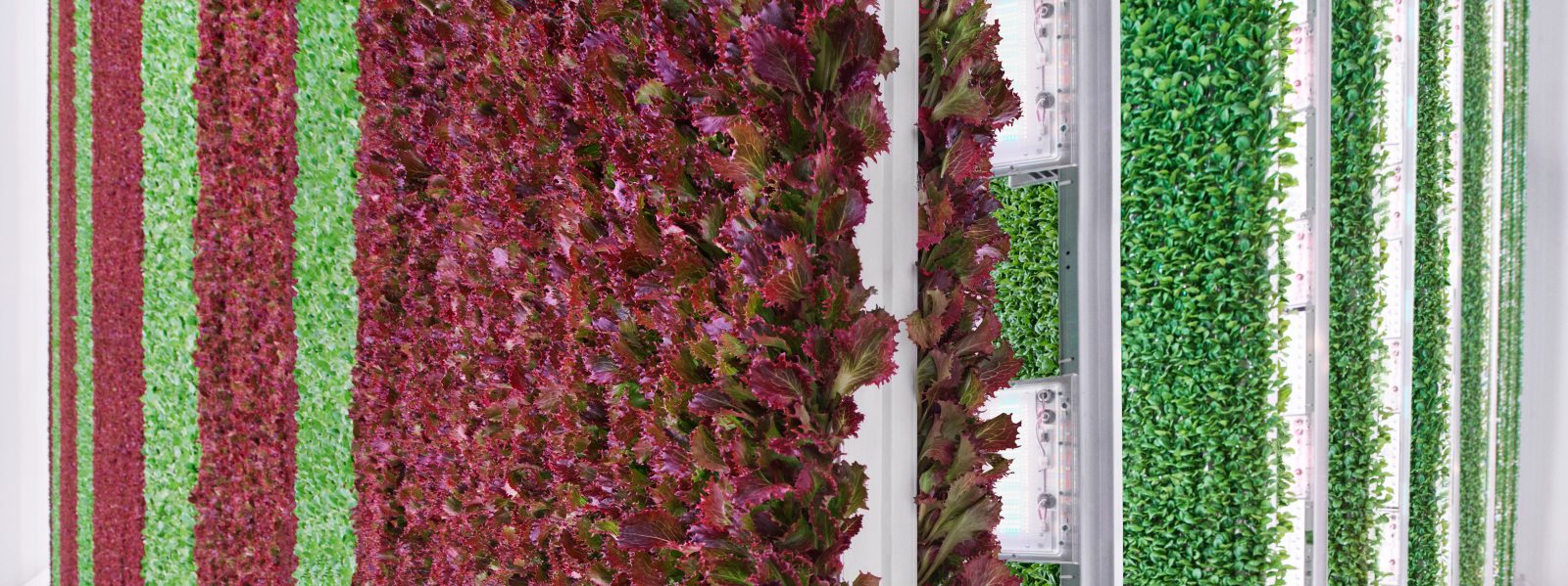 Plenty Vertical indoor farm grow room