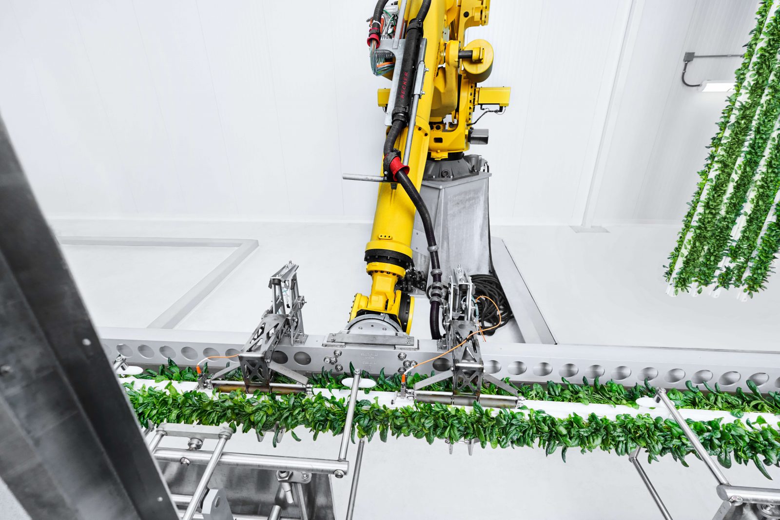 Plenty vertical farm harvest