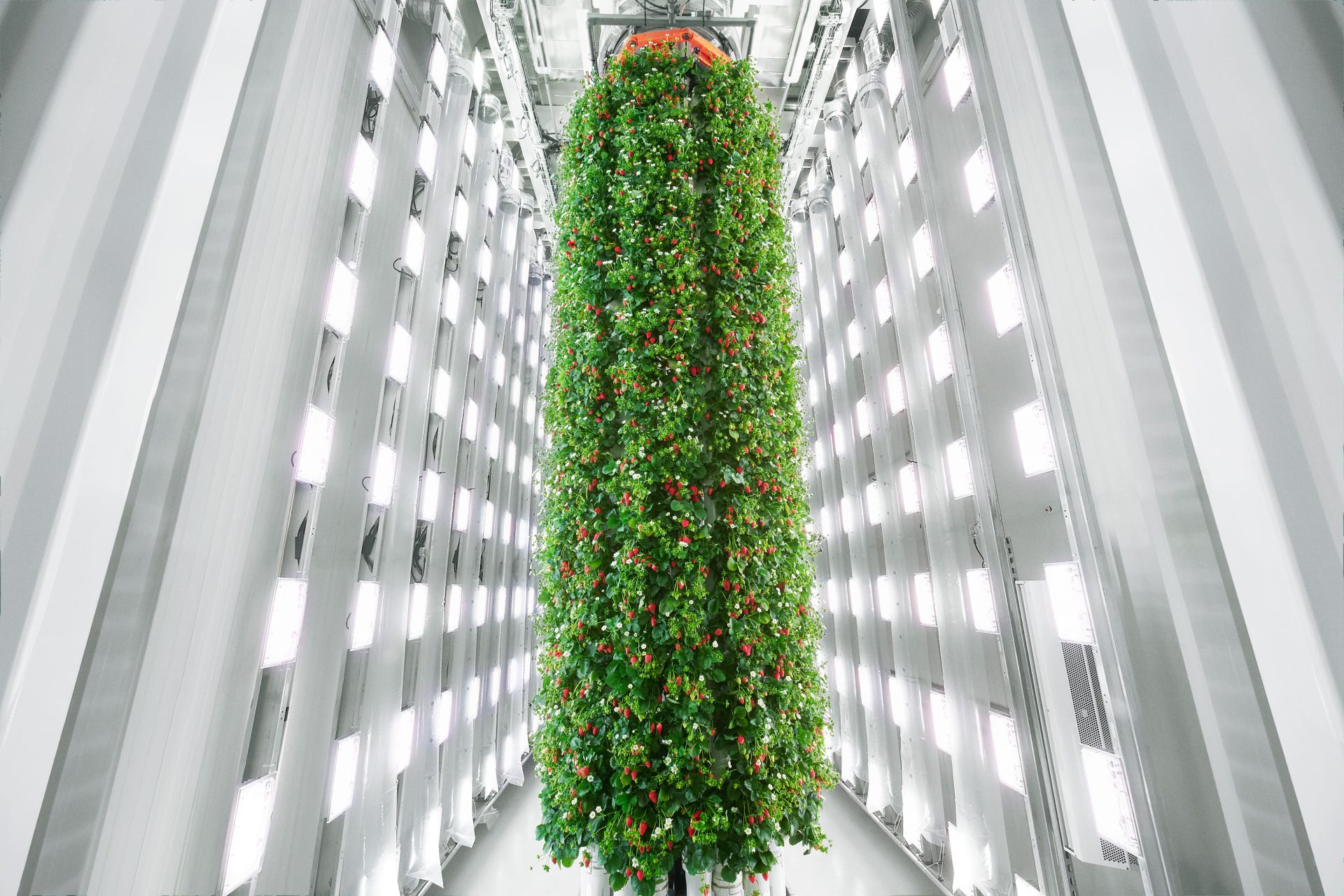 VICE: Vertical Farm Makes a Mini Skyscraper Out of Strawberries
