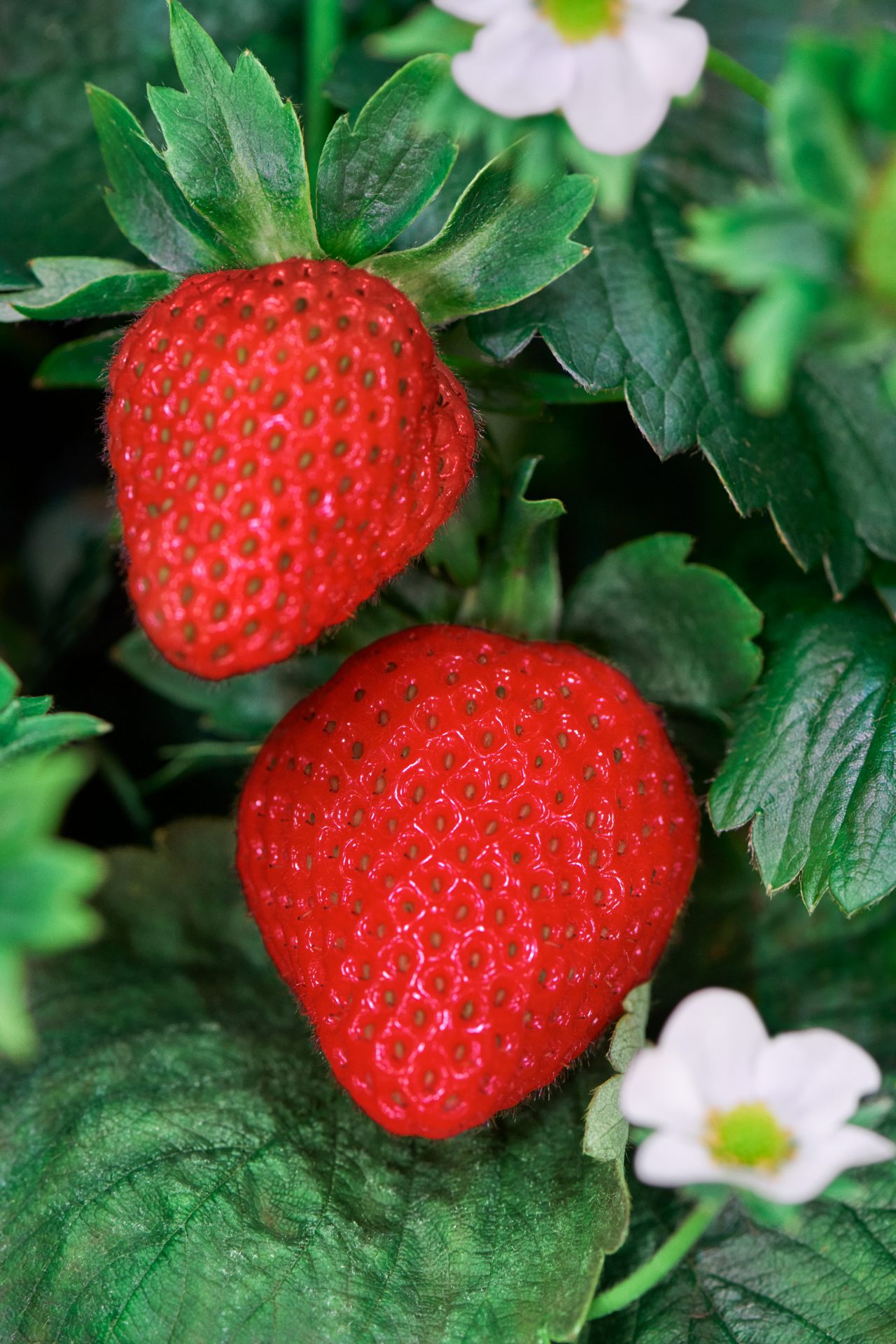 Plenty undertakes restructuring process to support focus on premium strawberry market.